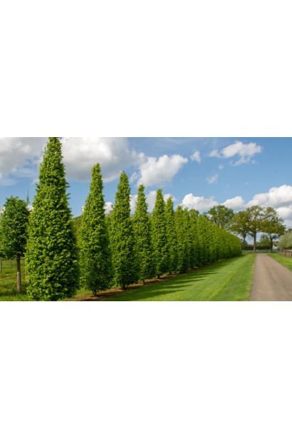 Граб звичайний Франс Фонтейн алейна посадка